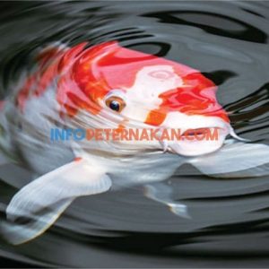 cara ternak ikan koi infopeternakan.com